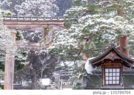 260124桜山八幡宮g304 260124桜山八幡宮g304 135789704