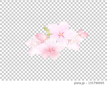 水彩風格櫻花 水彩風格櫻花 135790095