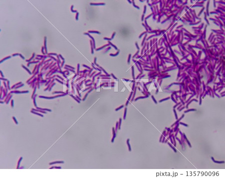 長い長桿菌が観察できる乳酸菌飲料 135790096