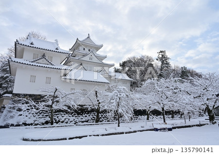 天守閣と冠雪した桜(大垣城) 天守閣と冠雪した桜(大垣城) 135790141