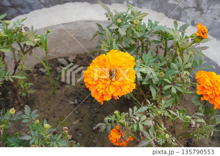 An orange marigold flower bloomed on a green bush among flowers and buds in a cement pot. Close up. Copy space. 135790553