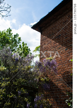 青い空の明るい日差しの下の歴史的な赤レンガの建物と藤の花　ロンドン郊外のイーストコート・ハウスにて 135790708