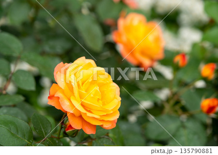 Bloom yellow rose with green leave in the garden Bloom yellow rose with green leave in the garden 135790881