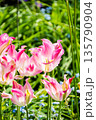 明るい日差しの下のピンクと白の混ざったチューリップ　ロンドン郊外のイーストコート・ハウスにて 135790904