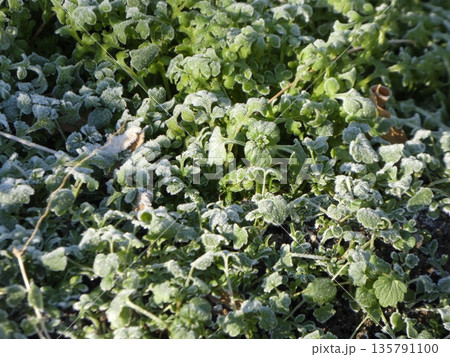冬の朝に輝く霜が降りた緑の野草。寒さに耐える植物の生命力と自然のディテール 冬の朝に輝く霜が降りた緑の野草。寒さに耐える植物の生命力と自然のディテール 135791100