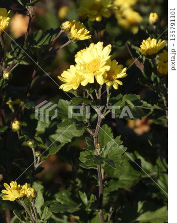 冬の陽光に輝く鮮やかな黄色の小菊。庭先を彩る花々と蕾のクローズアップ、自然の色彩 135791101