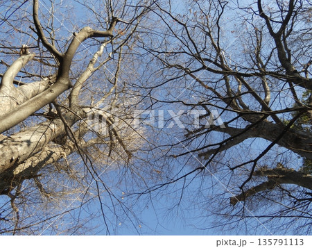 冬の澄み切った青空へと伸びる落葉樹の力強い枝振り。自然が作り出す繊細な幾何学模様と開放的な風景 135791113
