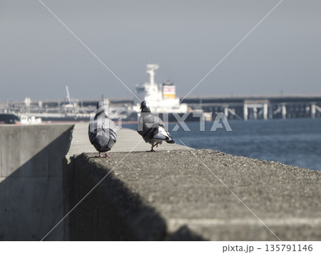 浮島の堤防から冬の海と行き交う船を眺める2羽のハト 浮島の堤防から冬の海と行き交う船を眺める2羽のハト 135791146