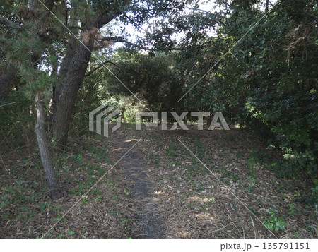 川崎区市民健康の森の奥深くに続く静かな木陰の散策路 135791151