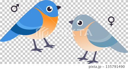 Cute cartoon male and female bluebird Cute cartoon male and female bluebird 135791490