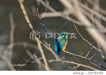 カワセミ 135791565