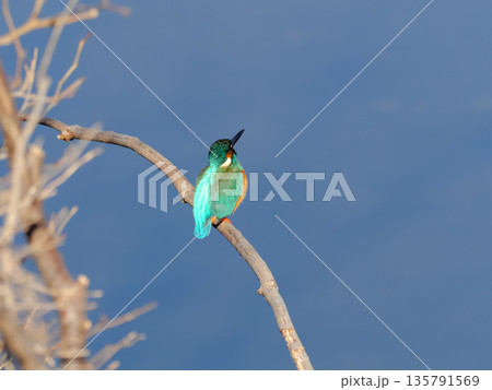 カワセミ カワセミ 135791569