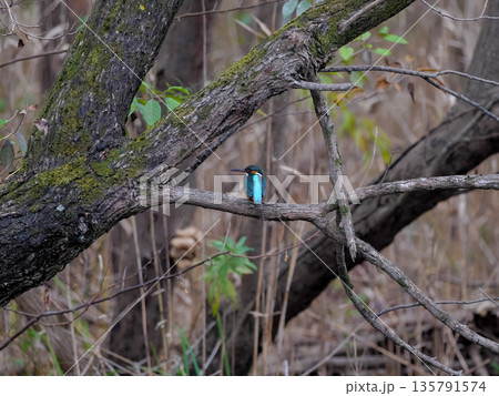 カワセミ 135791574