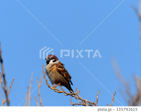 枝にとまるスズメ 135791615