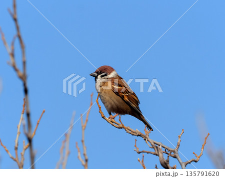 枝にとまるスズメ 135791620