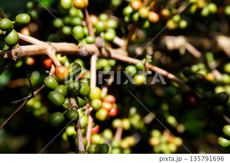 Coffee plant branch with young green beans, organic agriculture farming, fresh coffee cherries growth, sustainable cultivation concept 135791696
