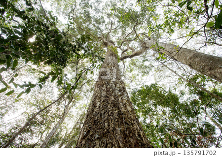 low angle view looking up tree trunk and green canopy in asia tropical rainforest. Beautiful nature tall tree background representing growth, environment sustainability, carbon management and ESG. 135791702