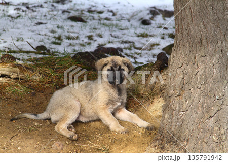 Cute puppy dog and ice Cute puppy dog and ice 135791942