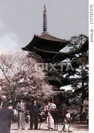 古写真 1958年 奈良 興福寺五重塔と花見客 古写真 1958年 奈良 興福寺五重塔と花見客 135791970