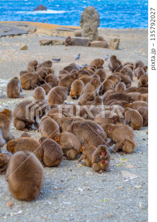 波勝崎モンキーベイ / 静岡県南伊豆町 135792027