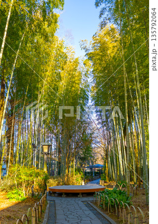 修善寺 / 竹林の小径 135792064