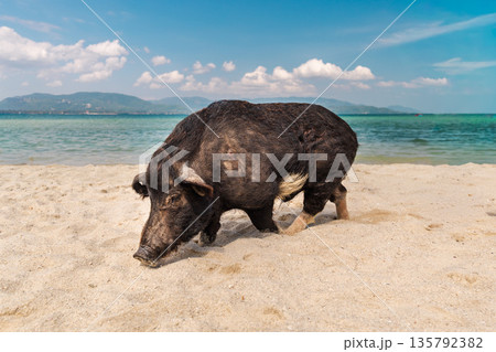 Wild black pig walking on sandy tropical beach near Samui Island, clear turquoise sea and distant mountains, sunny sky and wide copy space for travel and wildlife concept Wild black pig walking on sandy tropical beach near Samui Island, clear turquoise sea and distant mountains, sunny sky and wide copy space for travel and wildlife concept 135792382