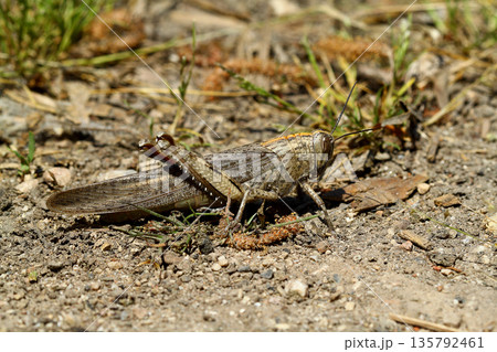 A Grasshopper In Nature. Close up insect. A Grasshopper In Nature. Close up insect. 135792461
