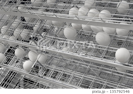 Chicken eggs on a sorting line Chicken eggs on a sorting line 135792546