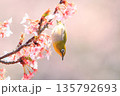河津桜とメジロ 135792693