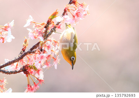 河津桜とメジロ 135792693