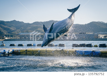 ダイナミックにジャンプするイルカ ダイナミックにジャンプするイルカ 135792752