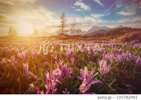 Spring crocus flowers in the green grass, Velika Planina, Kamnic, Slovenia, Easter sunny landscape 135792991