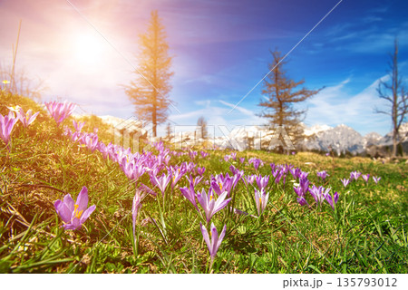 Spring crocus flowers in the green grass, Velika Planina, Kamnic, Slovenia Spring crocus flowers in the green grass, Velika Planina, Kamnic, Slovenia 135793012