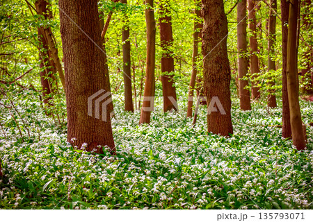 Stunning spring beech forest scene with loads of flowering ramsons - wild garlic 135793071