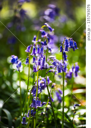 Blossoming lovely spring violet-blue flowers - common bluebells or hyacinthoides, Belgium 135793076