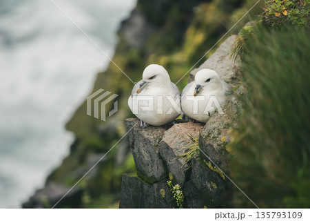 Couple of Northern Fulmar, Fulmarus glacialis birds sitting on the rock in Iceland at summer 135793109