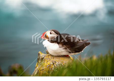 Single atlantic puffin in Iceland, animal outdoor background 135793117