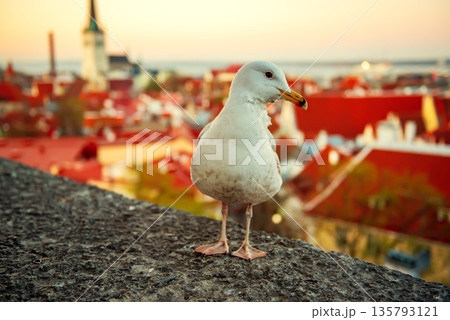 Tallinn and sea gull Tallinn and sea gull 135793121