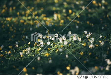 White anemone flowers growing in spring forest, natural seasonal background White anemone flowers growing in spring forest, natural seasonal background 135793126