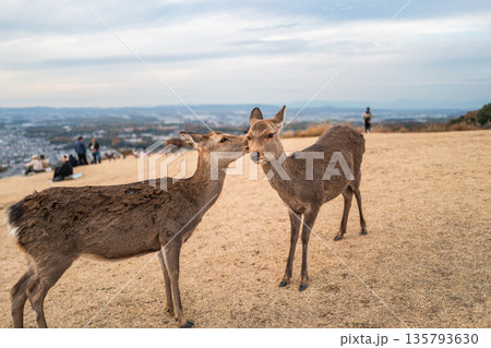 【秋】奈良公園　若草山の鹿【夕景】 135793630
