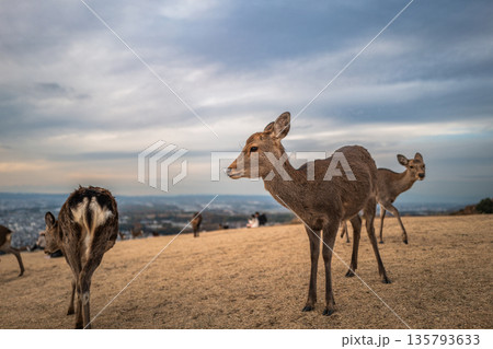 【秋】奈良公園　若草山の鹿【夕景】 135793633