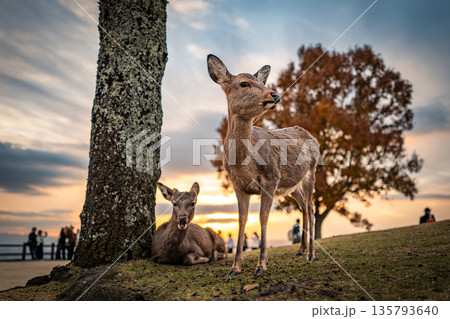 【秋】奈良公園　若草山の鹿【夕景】 135793640