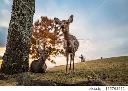 【秋】奈良公園　若草山の鹿【夕景】 135793652