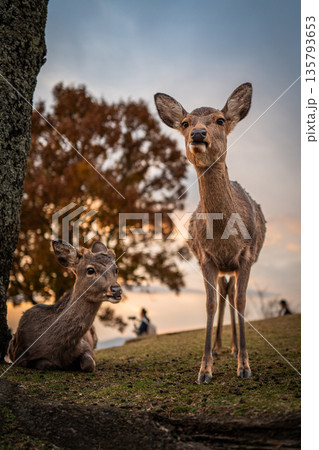【秋】奈良公園　若草山の鹿【夕景】 135793653