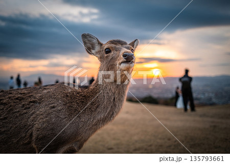 【秋】奈良公園 若草山の鹿【夕景】 【秋】奈良公園 若草山の鹿【夕景】 135793661