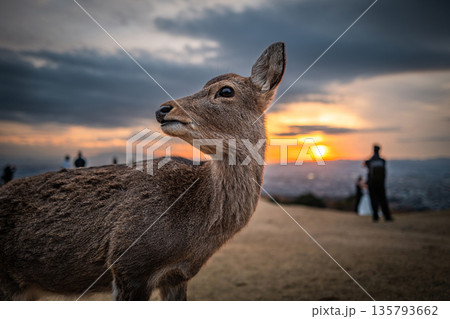 【秋】奈良公園　若草山の鹿【夕景】 135793662