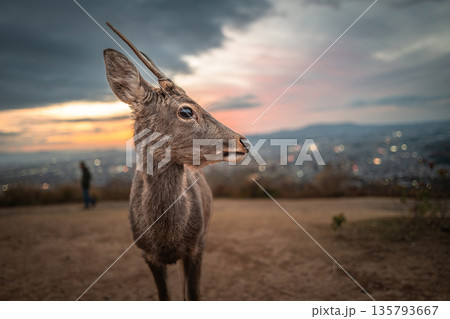 【秋】奈良公園　若草山の鹿【夕景】 135793667