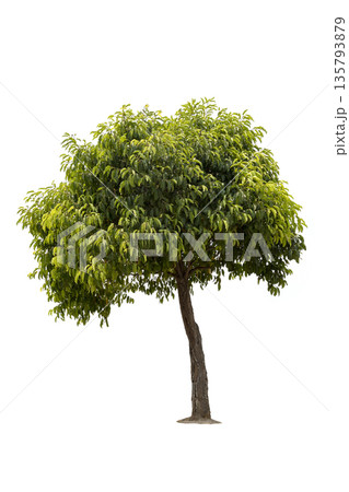 A big tree isolated on white background. Used for design, advertising and architecture. A big tree isolated on white background. Used for design, advertising and architecture. 135793879