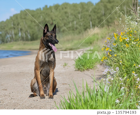 training of belgian shepherd 135794193