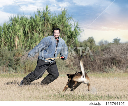 training of belgian shepherd 135794195